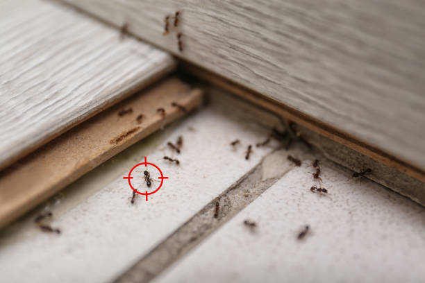 Professional Pest Control in Jeffersonville, IN