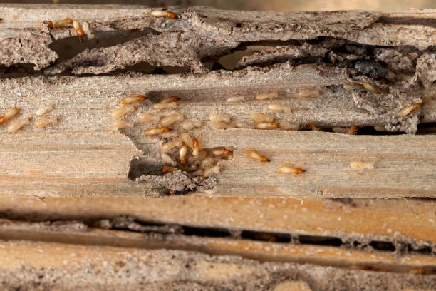Best Wildlife Control Services  in Jeffersonville, IN