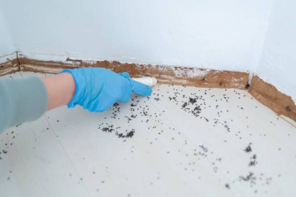 Flea Control Services in Jeffersonville, IN
